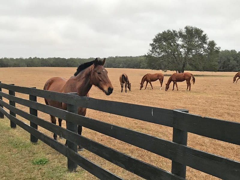 Peaceful Morning Near The Villages Polo Field