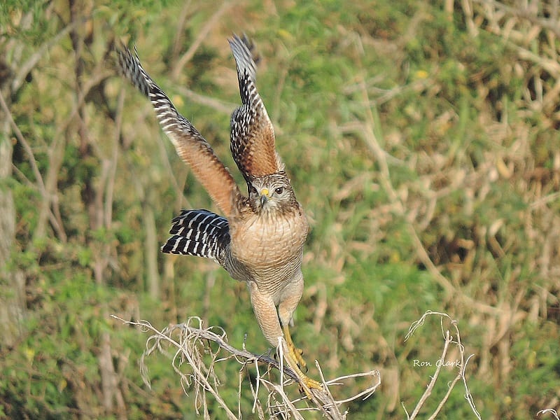Powerful Takeoff By A Red-Shouldered Hawk