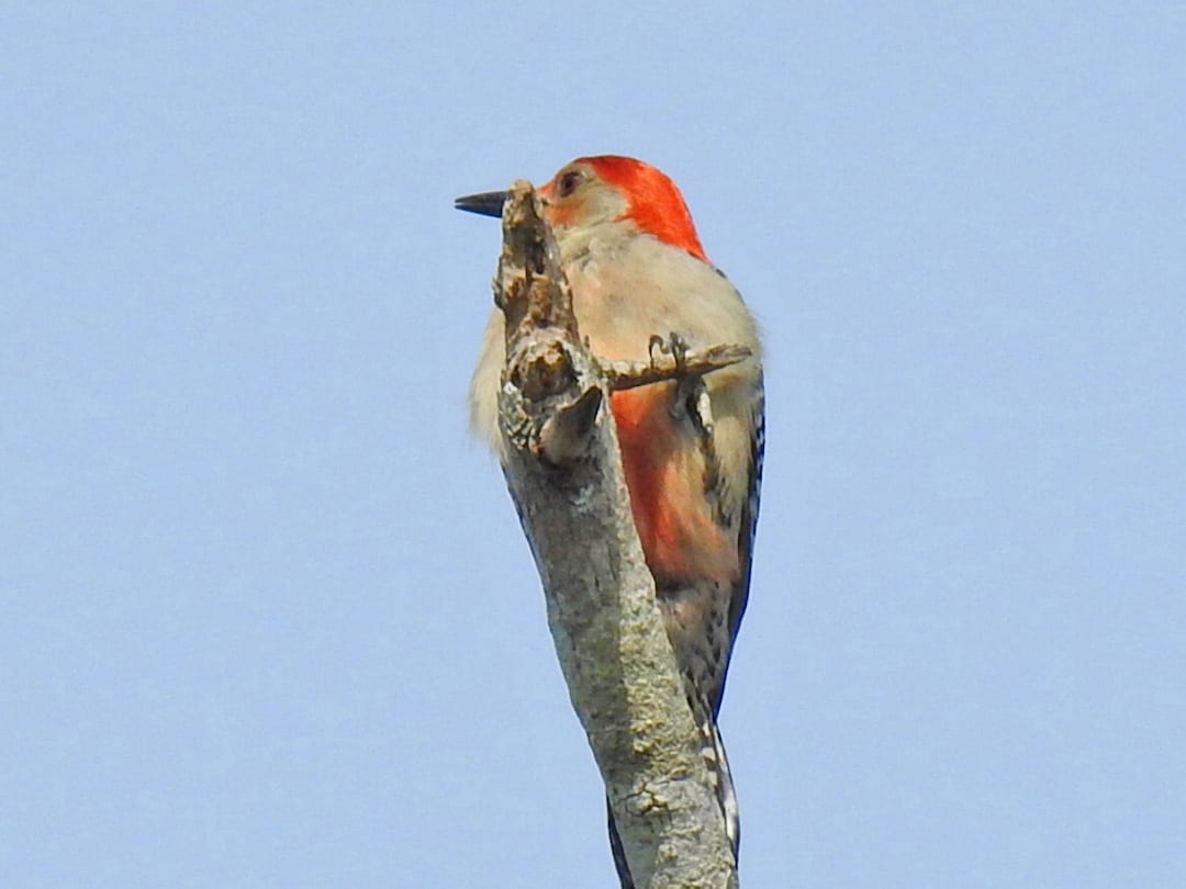 Red-Bellied Woodpecker In The Villages
