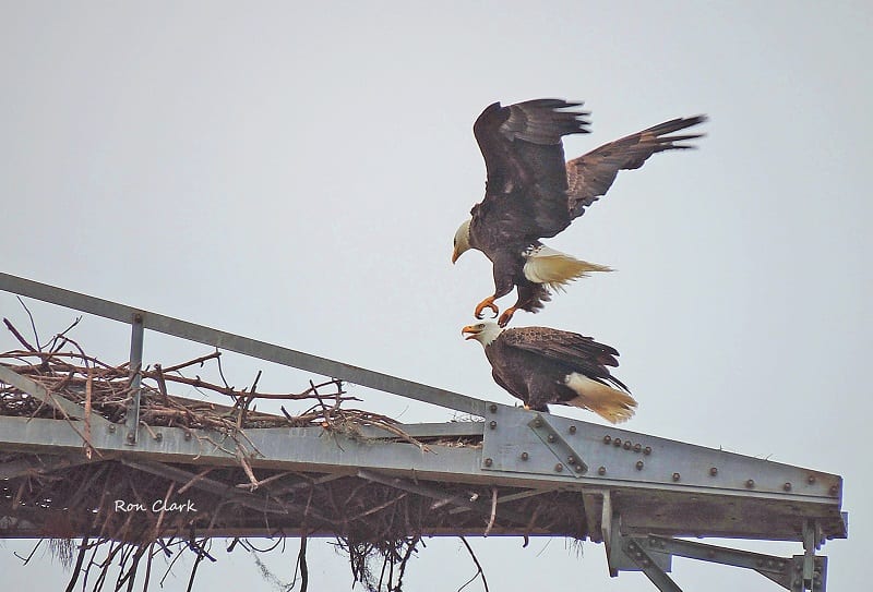 Second Eagle Lands In Nest Near Briarwood Executive Golf Course