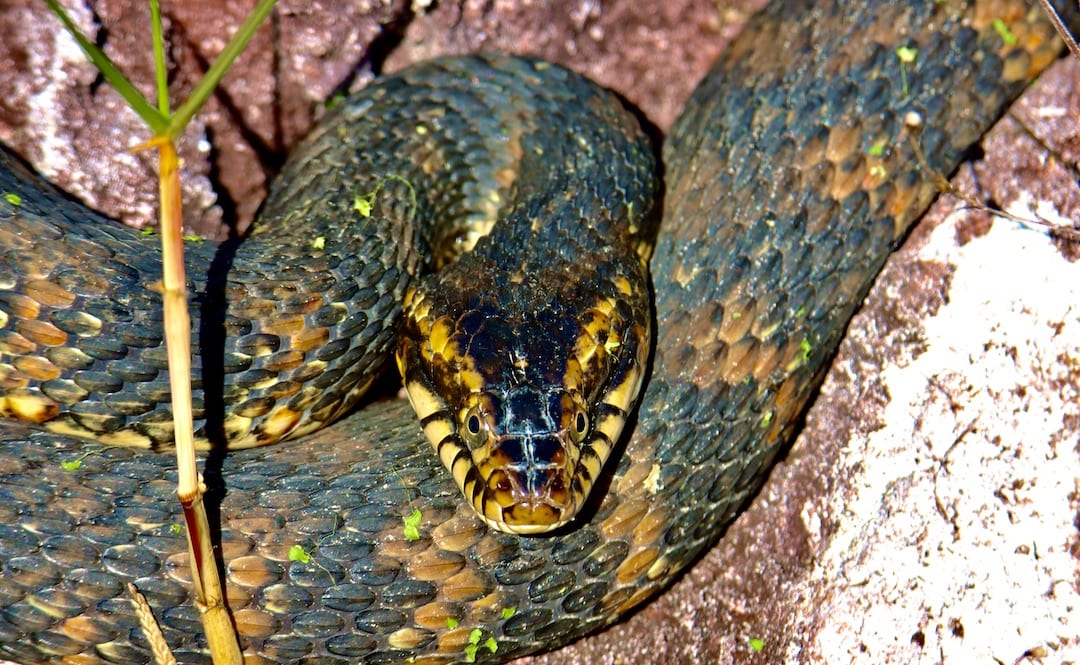 Water Moccasin Basking In The Sun At Fenney Nature Trail