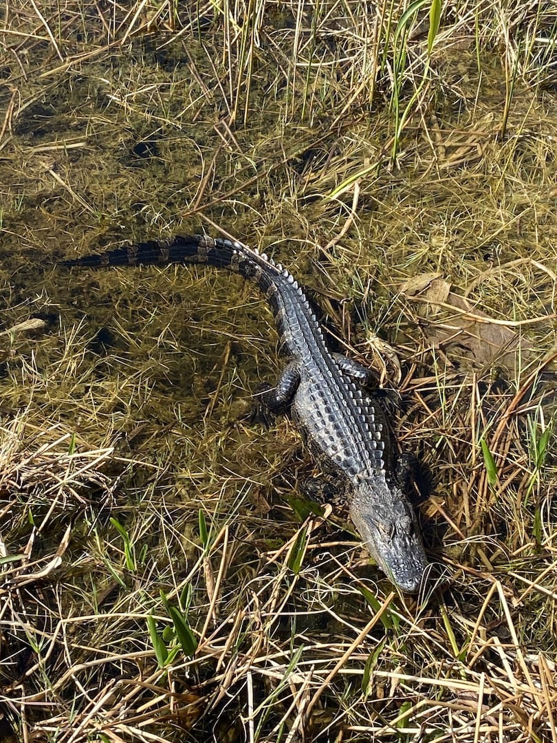 Alligator At Sharon Rose Wiechens Preserve In The Villages