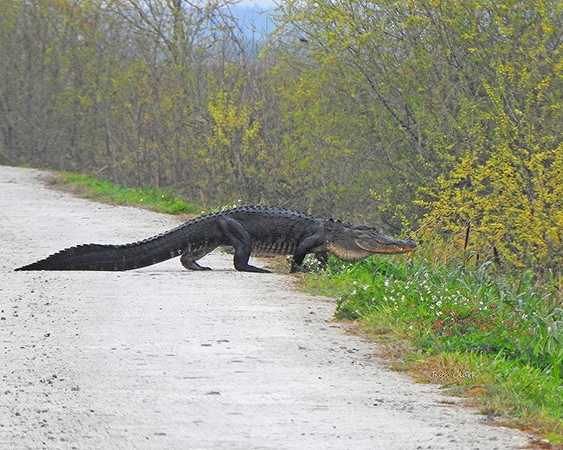 Alligator Taking An Afternoon Walk