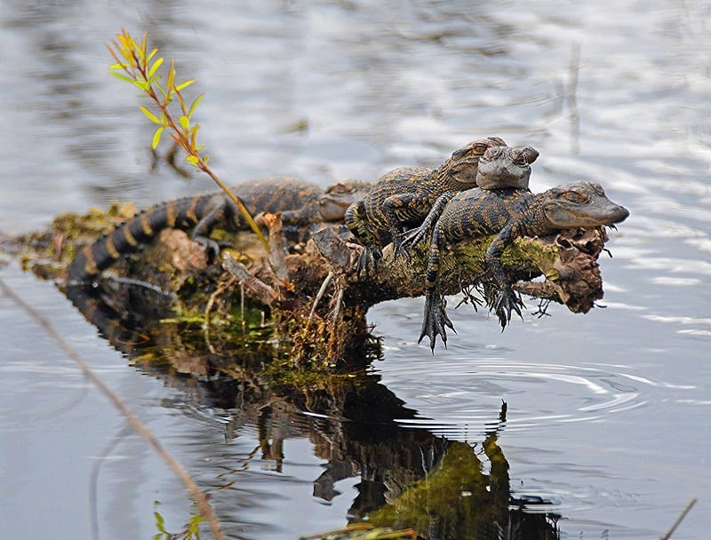 Baby Alligators Hanging Out On A Log