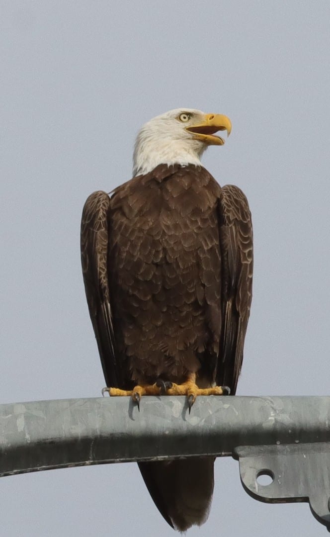 Bald Eagle On Utility Tower On Warm Springs Avenue At Village Of Fenney
