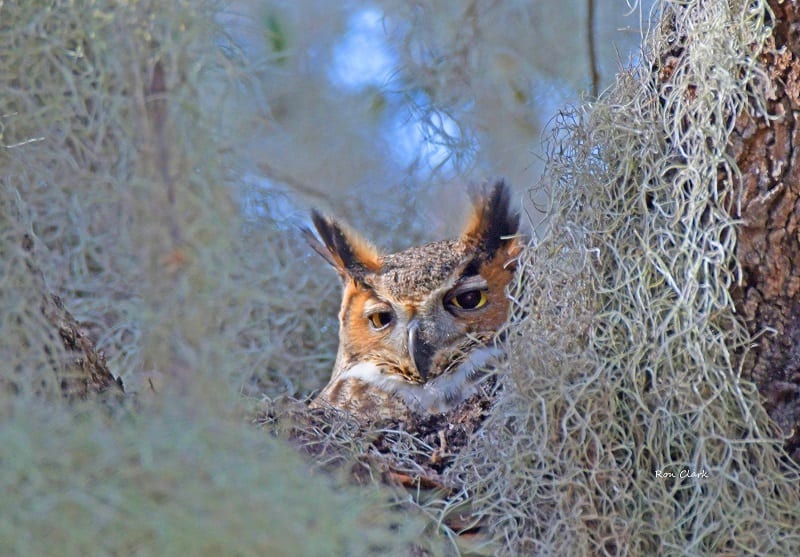 Great Horned Owl In The Villages