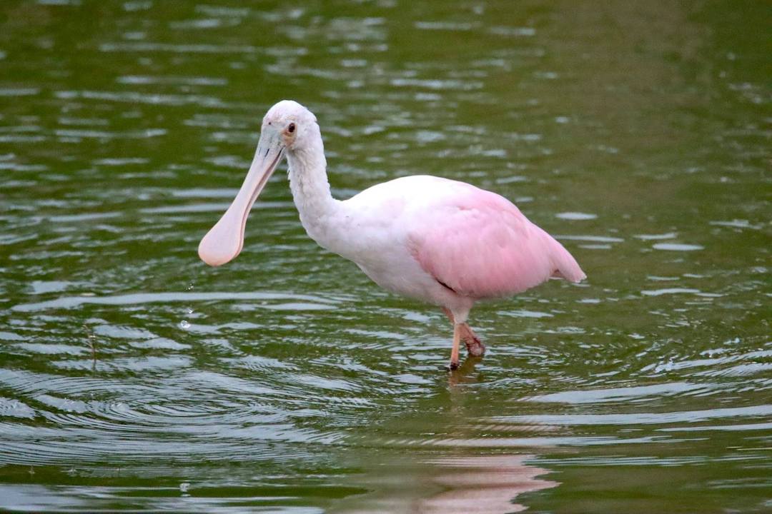 Juvenile Roseate Spoonbill Near Bridge In Brownwood