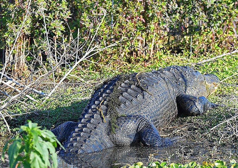 Large Alligator Sunning