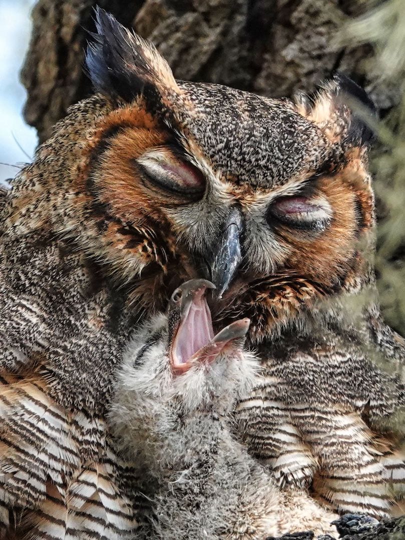 Mother And Baby Great Horned Owl Share A Moment