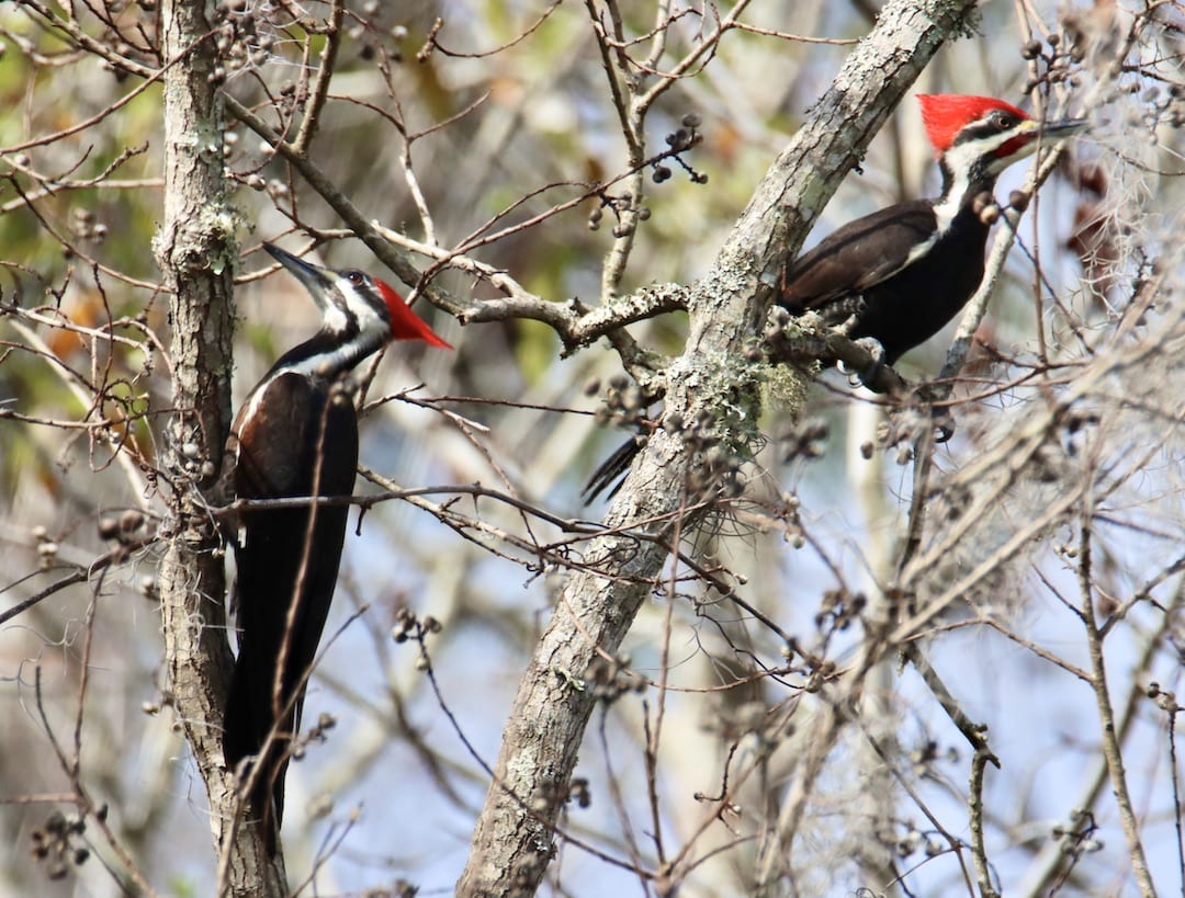Pair Of Pileated Woodpeckers At The Fenney Nature Trail