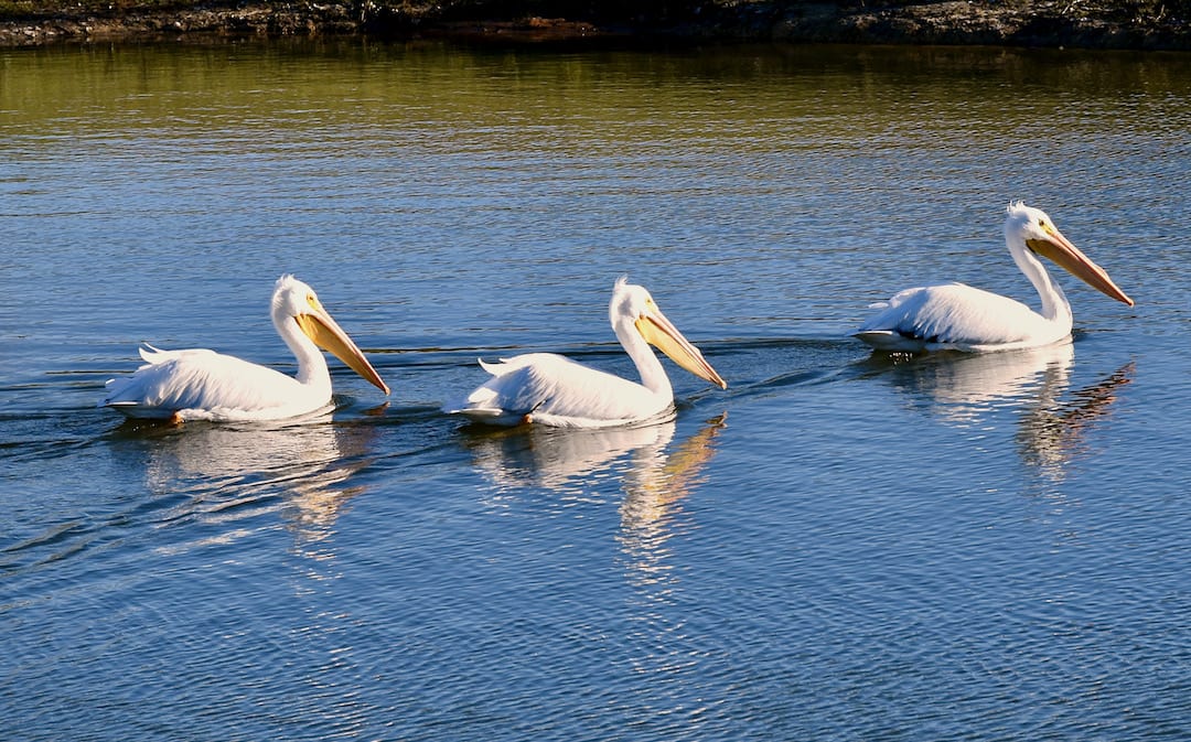Pelicans Enjoying A Pond In The Village Of Collier
