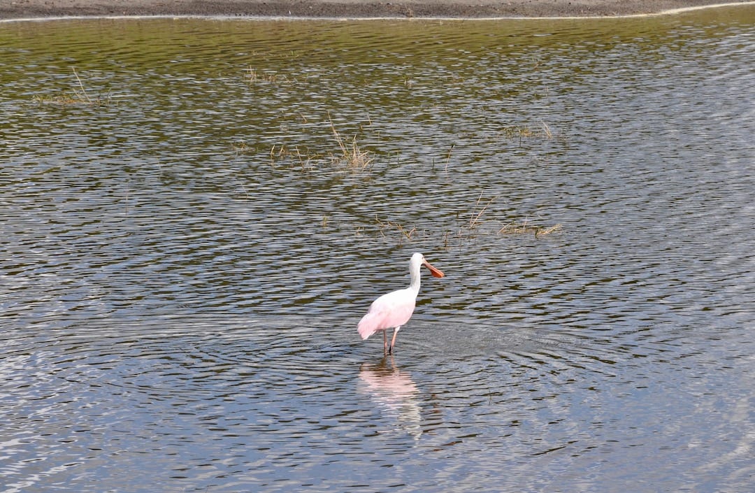 Roseate Spoonbill On Heron Executive Golf Course