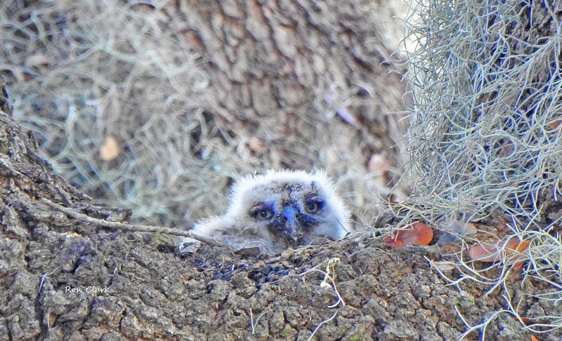 Sad-Looking Owlet In Its Nest
