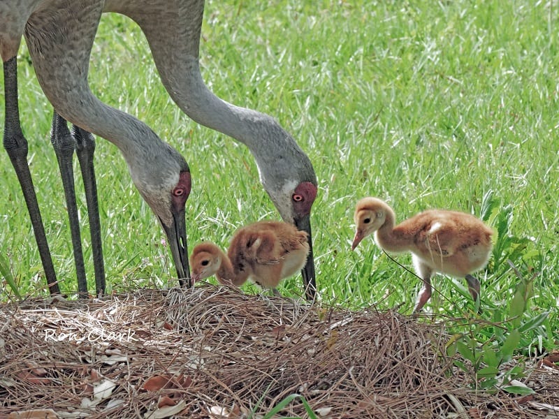 Sandhill Crane Family Feeding