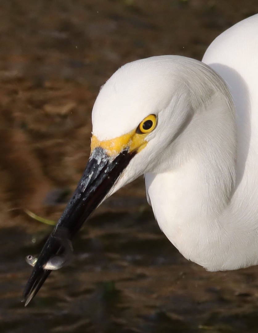 Snowy Egret Catches Minnow Behind Lake Deaton Plaza