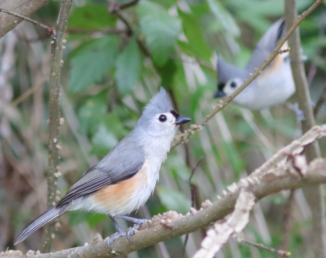Two Titmice At Fenney Nature Trail