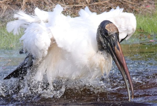 Wood Stork Taking A Bath Behind Lake Deaton Plaza