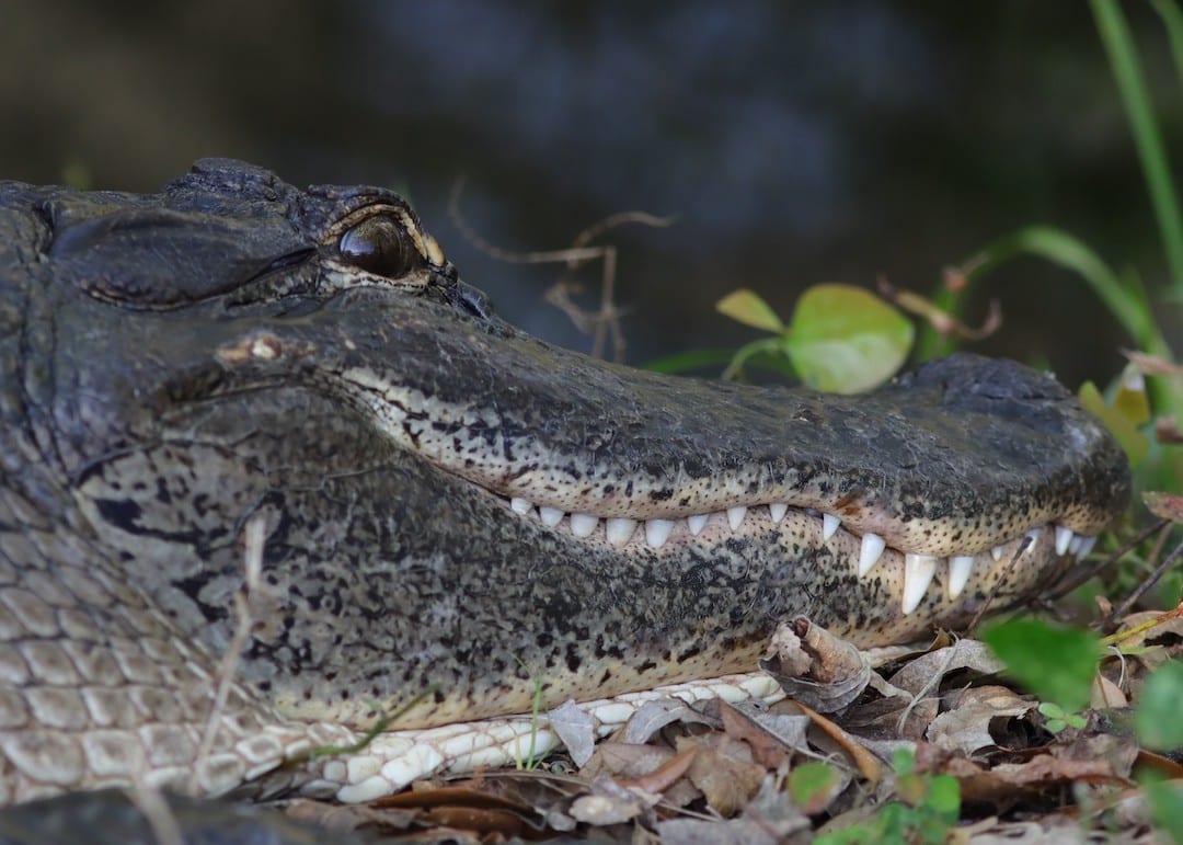 Alligator Smile At Fenney Nature Trail