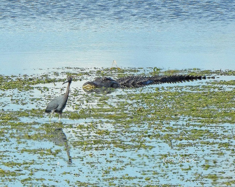 Alligator Sneaking Up On Little Blue Heron