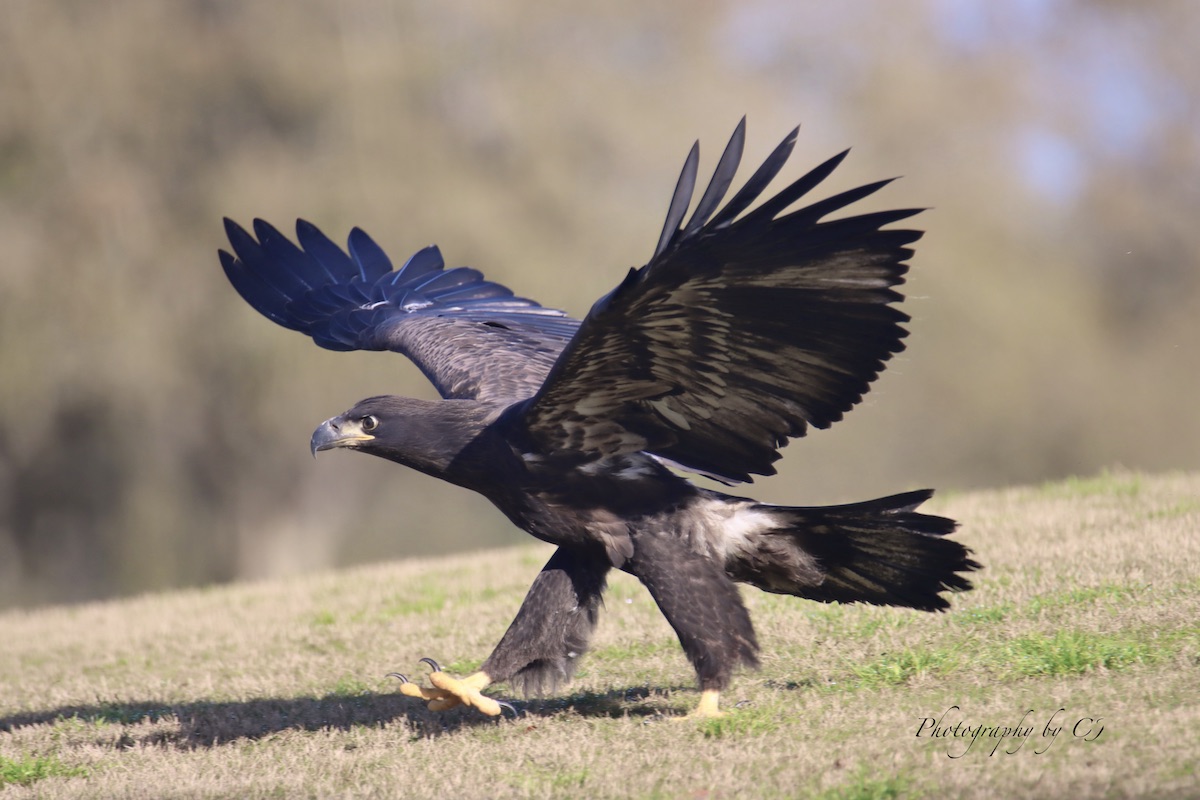 American Bald Eaglet Testing Out Her Wings At Briarwood Executive Golf Course