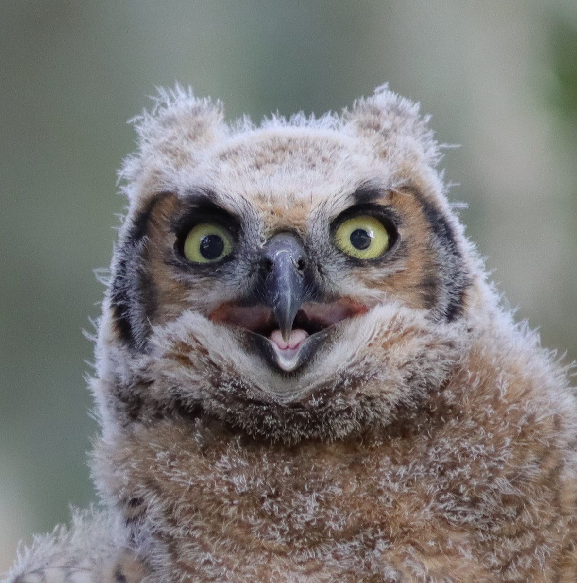 Baby Great Horned Owl In Nest Beside Lake Miona Recreation Center