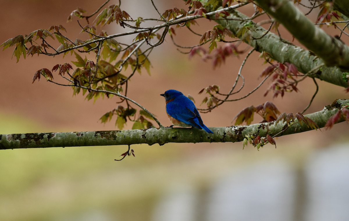 Eastern Bluebird Relaxing In The Rain In The Village Of Collier