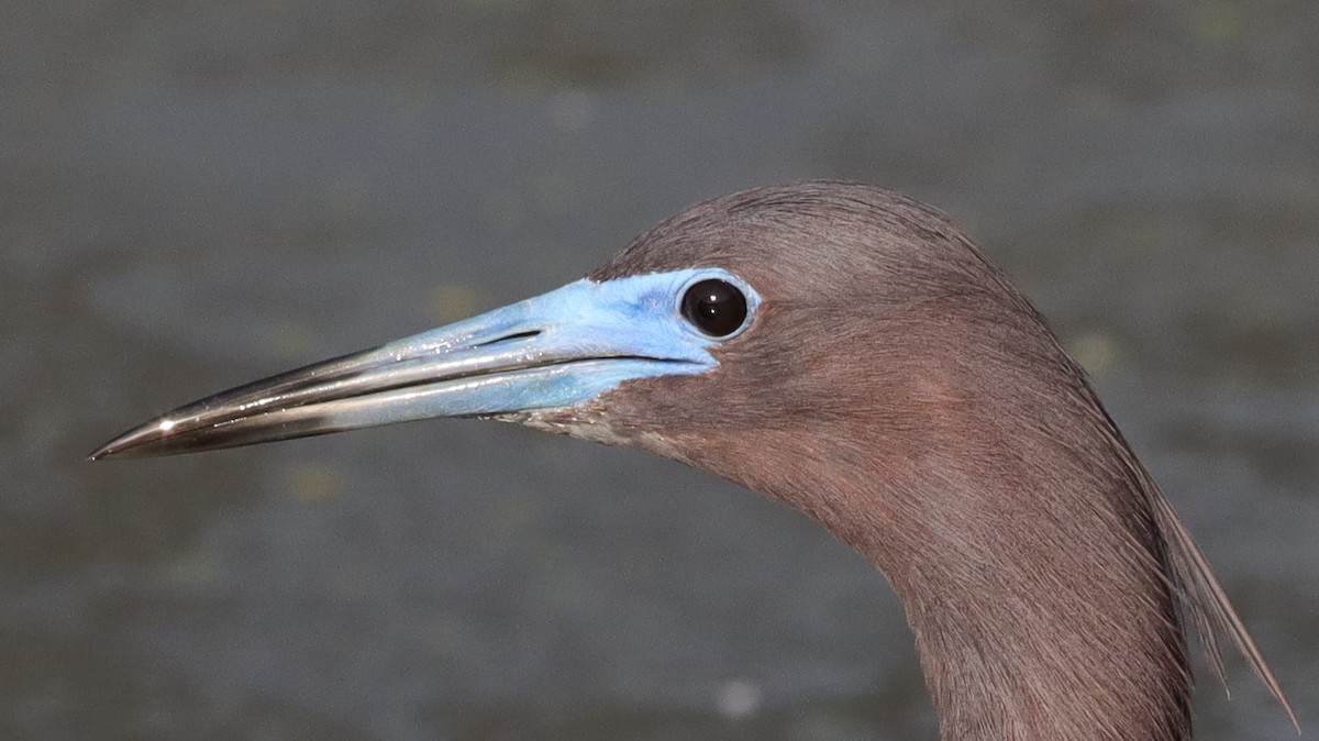 Little Blue Heron In The Village Of Bradford
