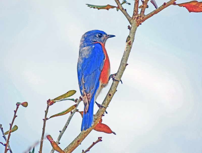 Male Eastern Bluebird On Branch