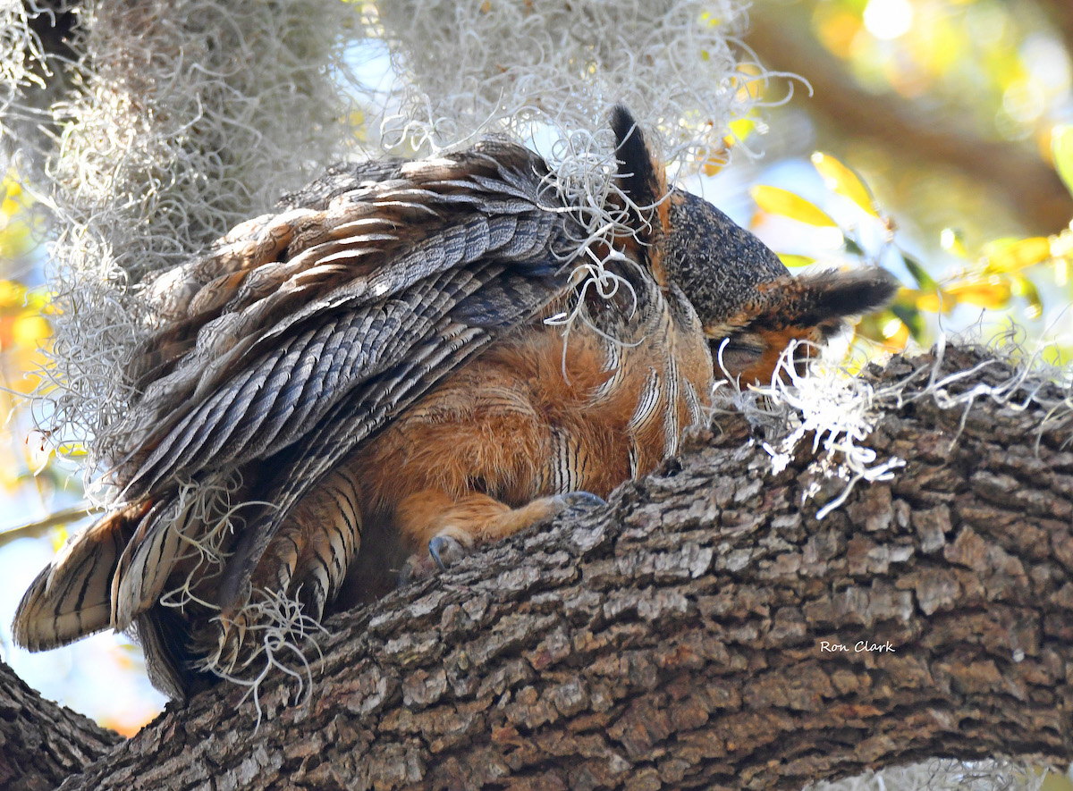 Mother Great Horned Owl Worn Out From The Owlets