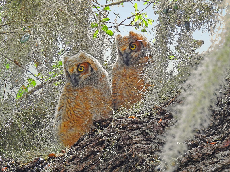 Pair Of Great Horned Owlets