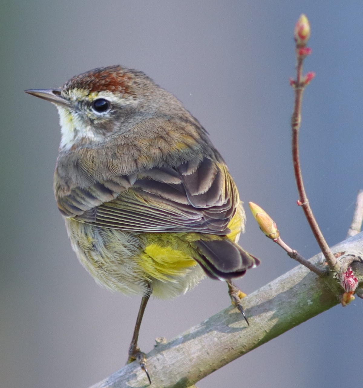 Palm Warbler In The Village of Bradford
