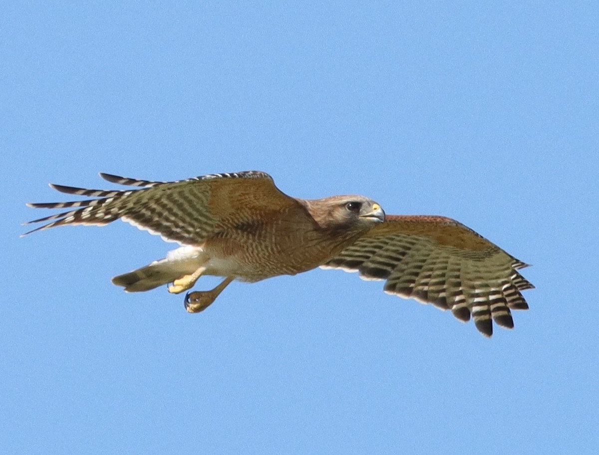 Red-Shouldered Hawk Flying Over Fenney Nature Trail