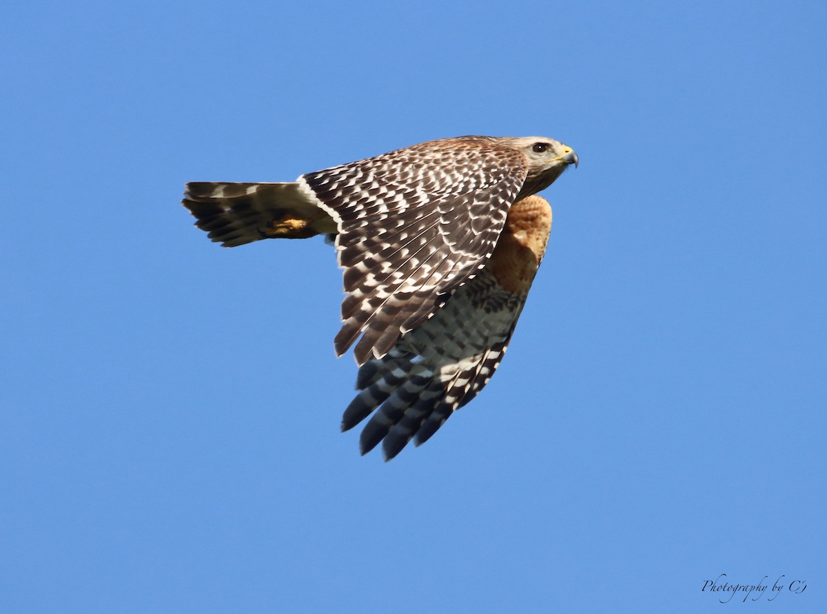 Red-Shouldered Hawk Flying Over Sharon Rose Wiechens Preserve