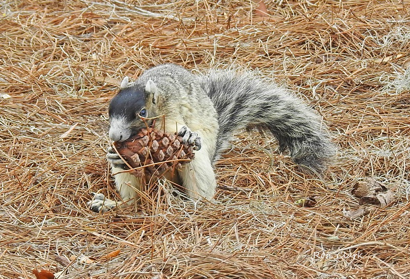 Sherman Fox Squirrel With Pine Cone