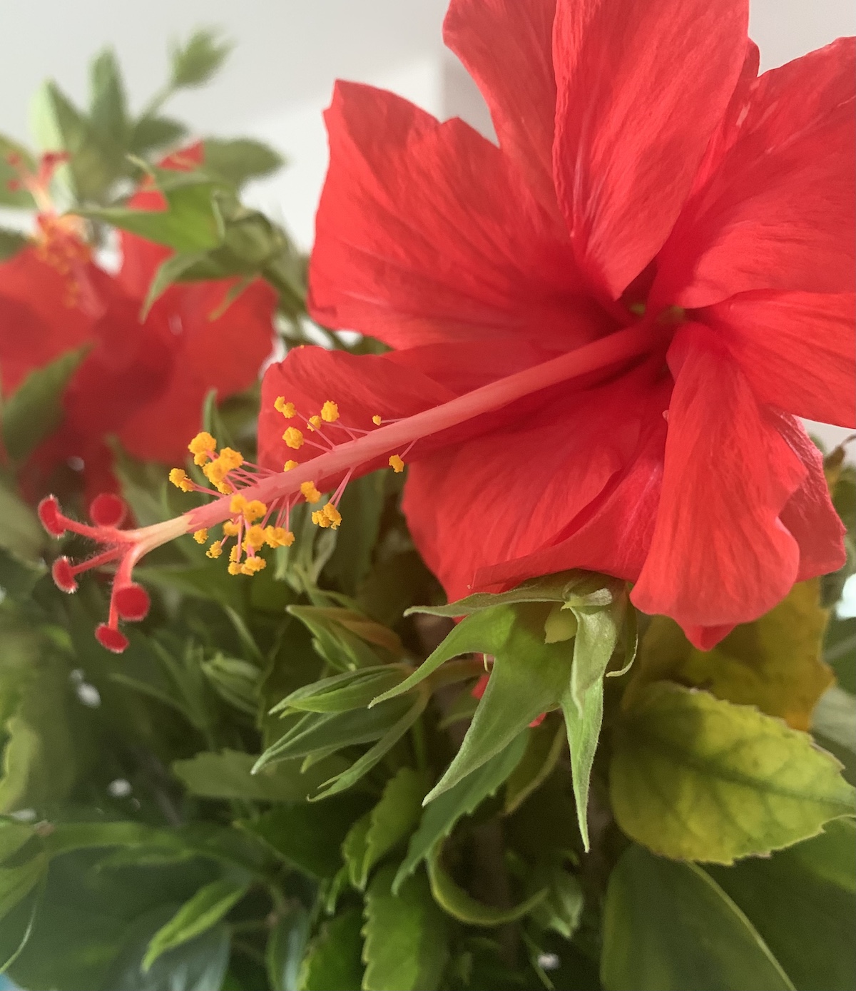 Striking Vibrant Red Hibiscus In Village Of Fenney
