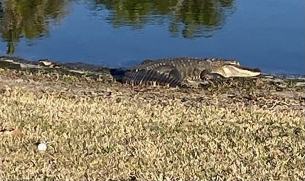 Stubborn Alligator On Bonita Pass Executive Golf Course