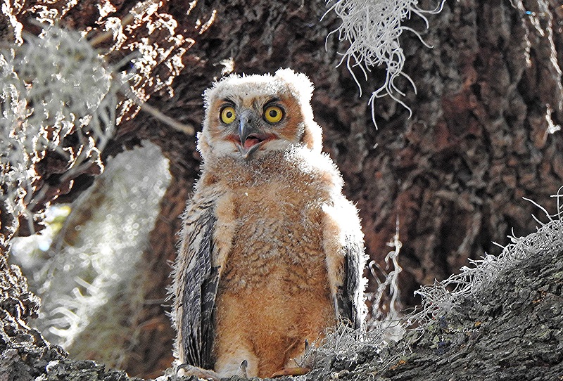 The Owlets Are Growing Quickly