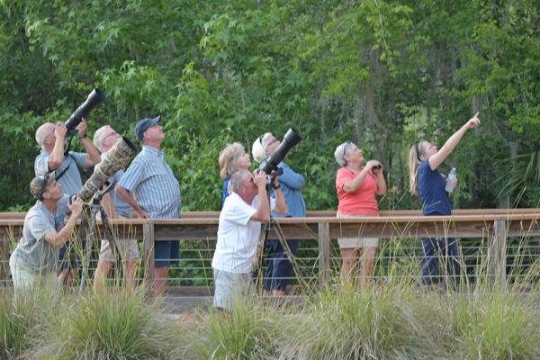 A group of people were watching the Barred Owl and Owlets before fall.