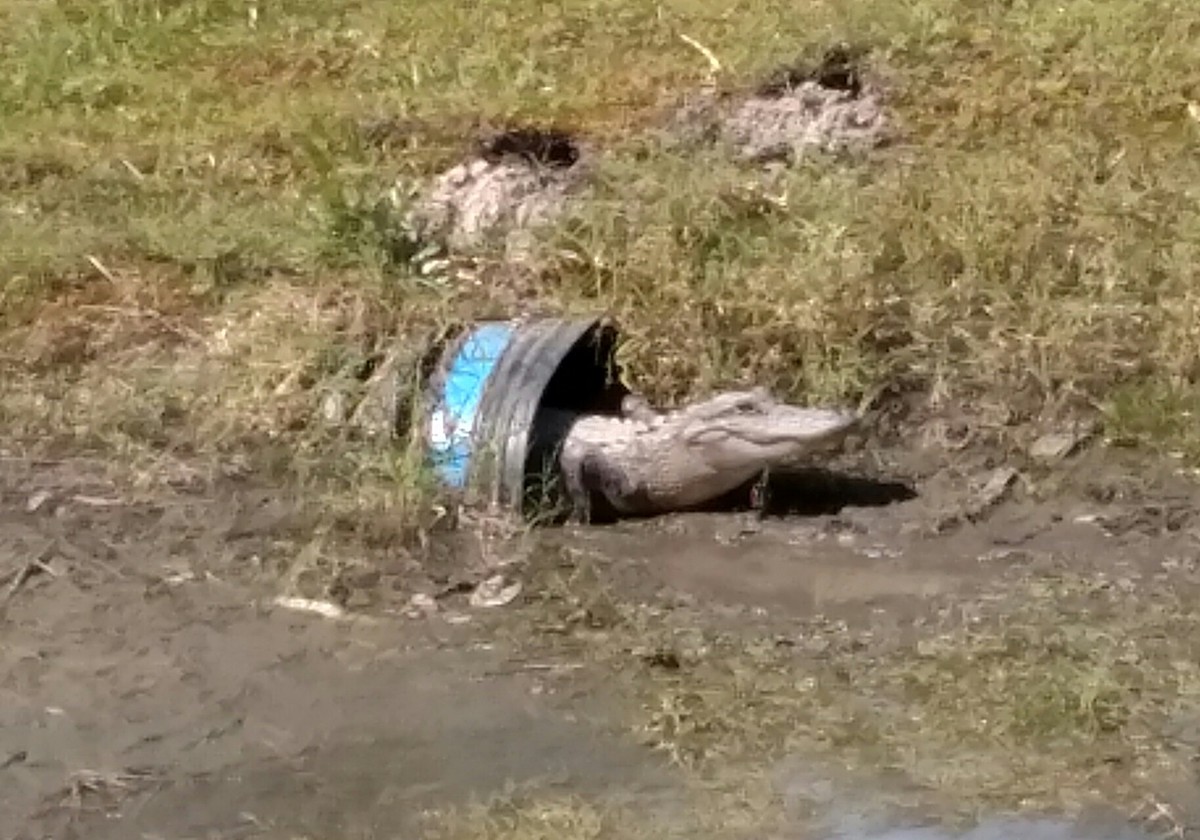 Alligator Coming Out Of A Pipe Along Marsh Bend Trail