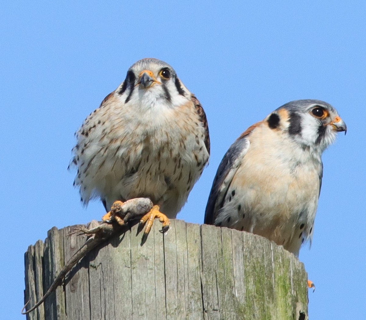 American Kestrels Beside Their Nest At Sharon Rose Wiechens Preserve