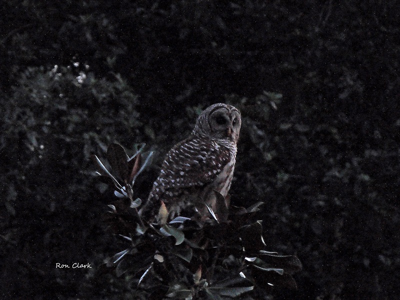Barred Owl At Night In The Villages