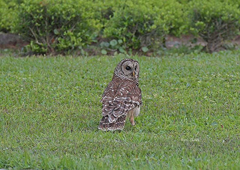 Barred Owl On The Ground At Fenney Nature Trail
