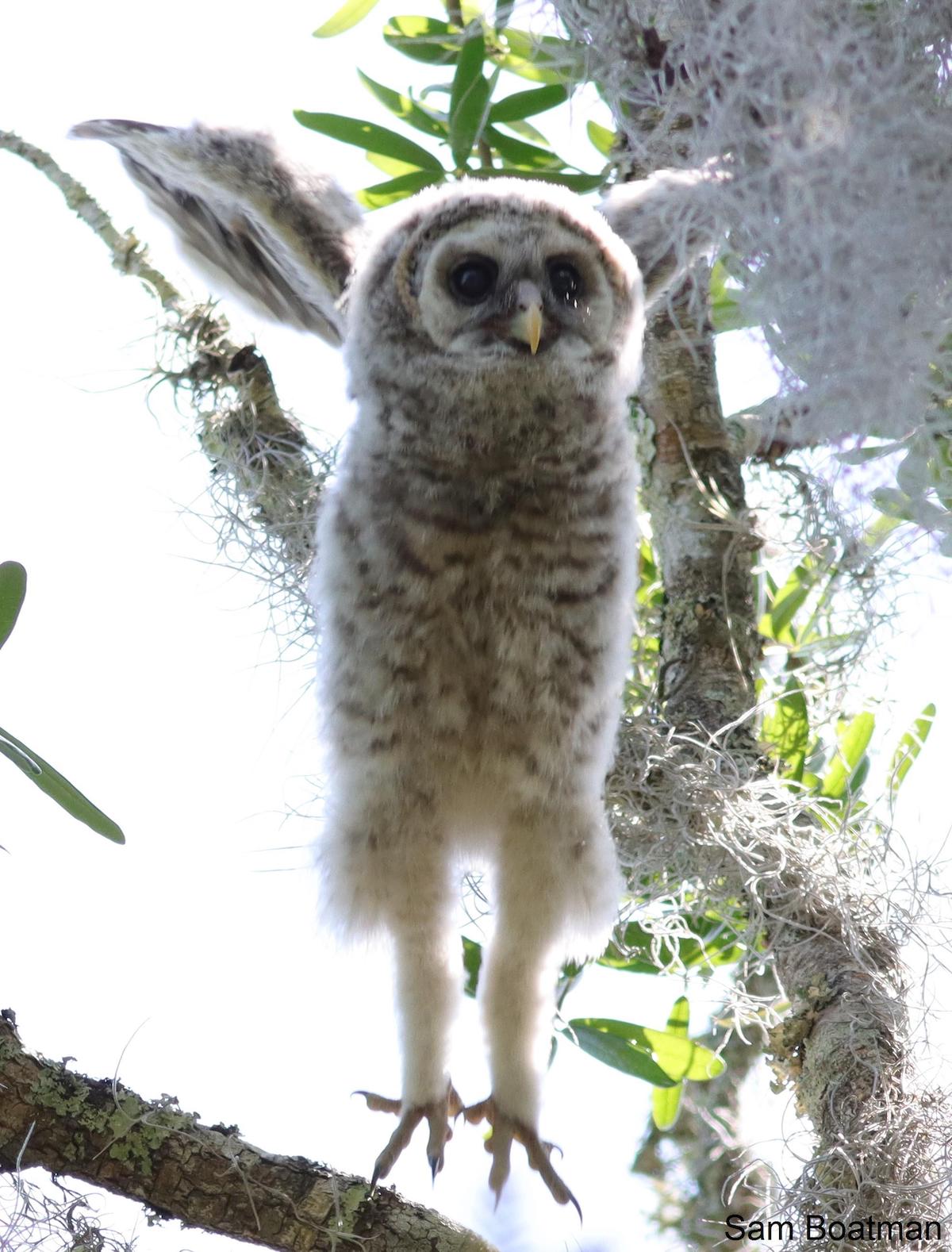 Barred Owlets First Attempt At Flight Barred Owlets First Attempt At Flight