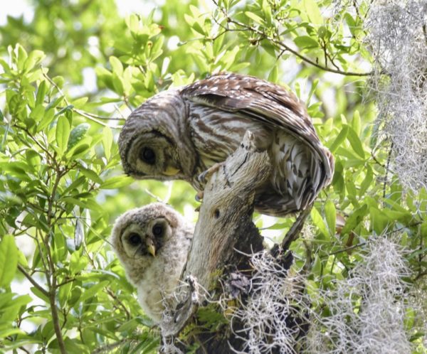 Barred Owls Revealing Owlets For First Time At Fenney Nature Trail