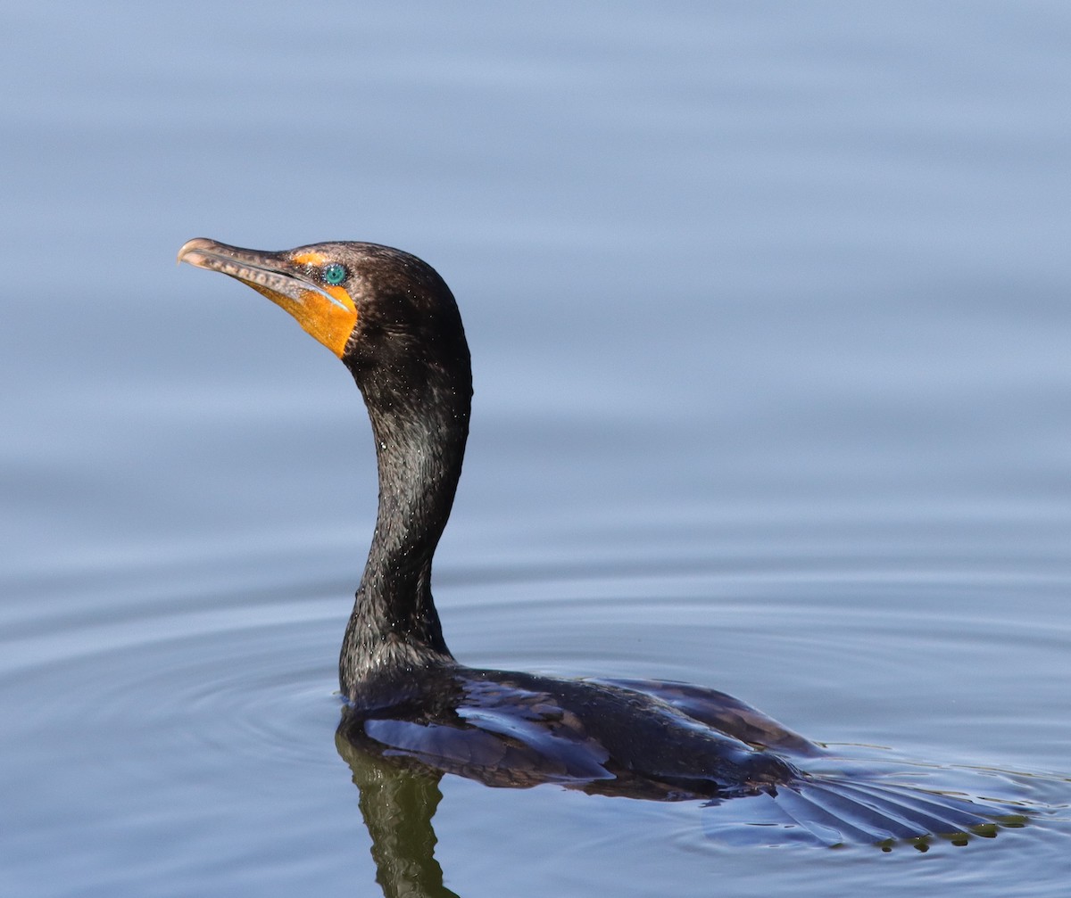 Beautiful Double Crested Cormorant On Pond In The Village Of Bradford