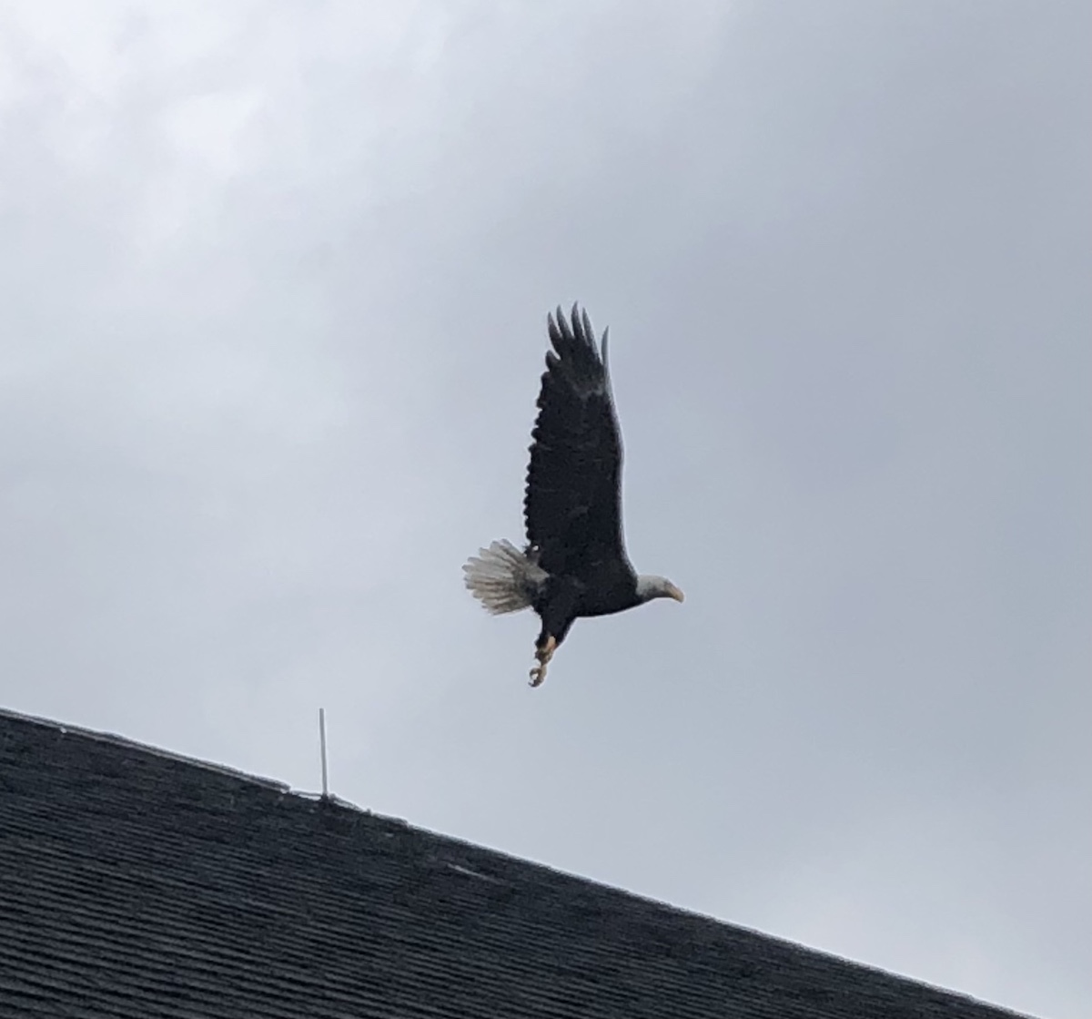 Beautiful Eagle Taking Flight In The Village Of Dunedin