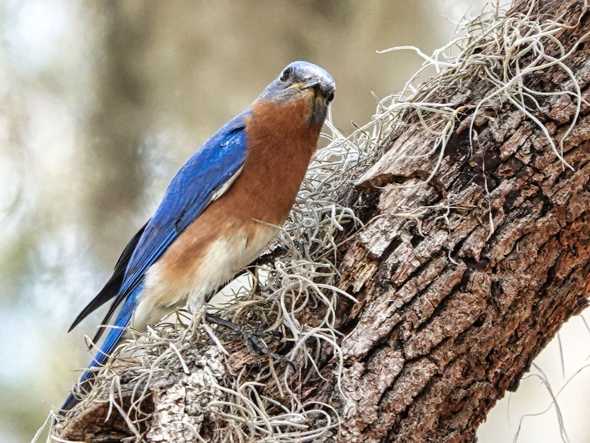 Curious Eastern Bluebird