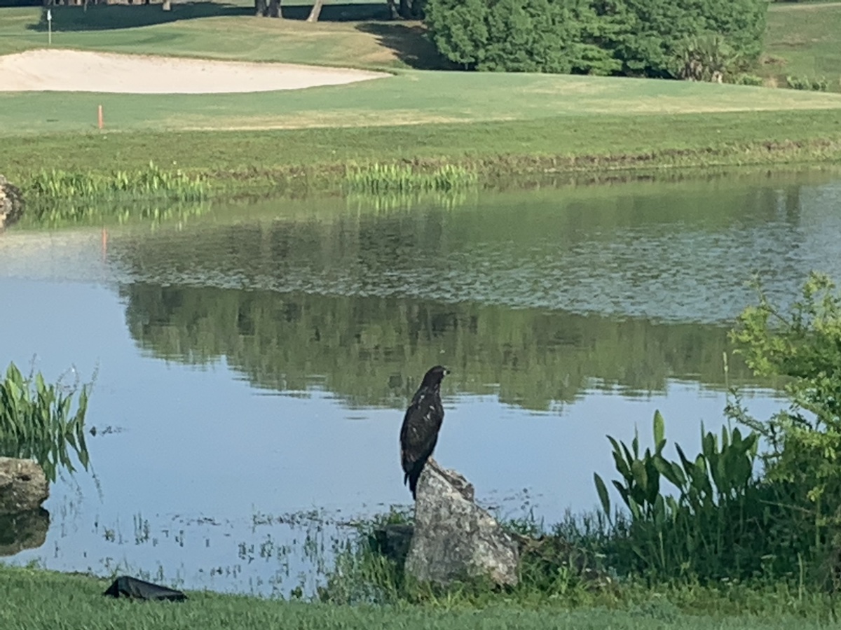 Eaglet At Nancy Lopez Legacy Country Club