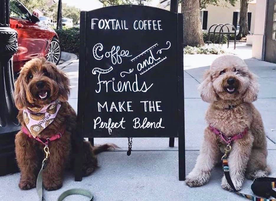 Foxtail Coffee Co. is coming to Magnolia Plaza