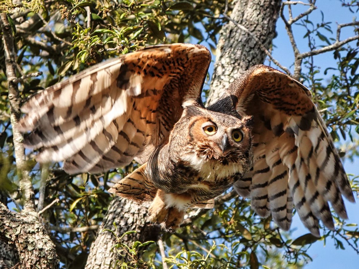 Great Horned Owl In Flight